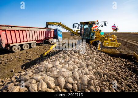 Grands navets dispersés, en arrière-plan machine agricole, chargeur de betteraves comme transfert de racines de betterave à sucre matures fraîchement récoltées, à partir de pla de gros tas Banque D'Images