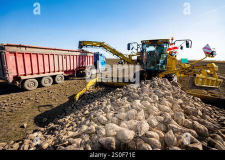 Grands navets dispersés, en arrière-plan machine agricole, chargeur de betteraves comme transfert de racines de betterave à sucre matures fraîchement récoltées, à partir de pla de gros tas Banque D'Images