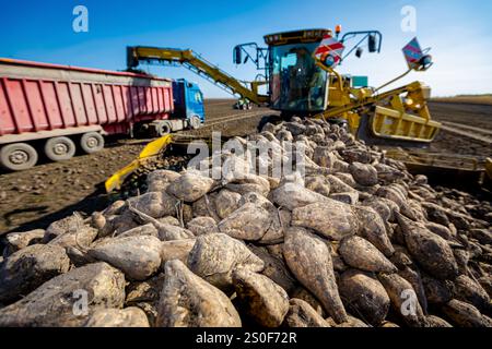 Grands navets dispersés, en arrière-plan machine agricole, chargeur de betteraves comme transfert de racines de betterave à sucre matures fraîchement récoltées, à partir de pla de gros tas Banque D'Images