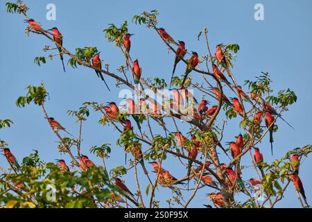 Groupe d'apiculteurs carminés du sud (Merops nubicoides) dans un arbre, South Luangwa National Park, Mfuwe, Zambie, Afrique Banque D'Images