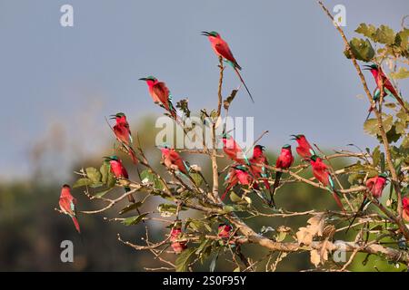 Groupe d'apiculteurs carminés du sud (Merops nubicoides) dans un arbre, South Luangwa National Park, Mfuwe, Zambie, Afrique Banque D'Images