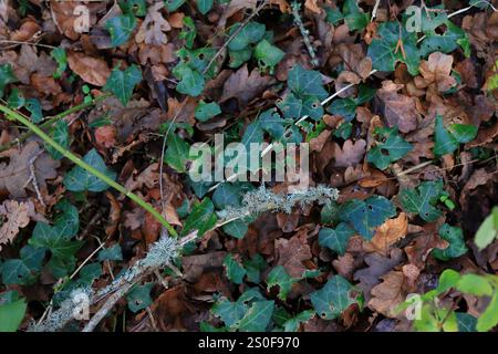 Gros plan d'une brindille, près du sol, avec un lichen qui pousse dessus. En dessous, sur le sol, se trouvent des feuilles de lierre et des feuilles mortes. Banque D'Images