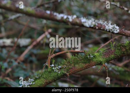 Gros plan d'une branche boisée recouverte de mousse verte et de lichen blanc. Banque D'Images