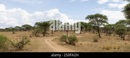 Vue panoramique du parc national de Tarangire en Tanzanie Afrique de l'est Banque D'Images