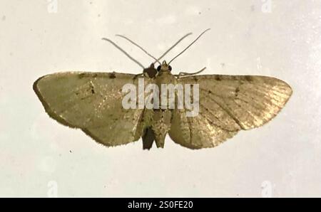 Carlin d'armoise (Eupithecia absinthiata) Banque D'Images