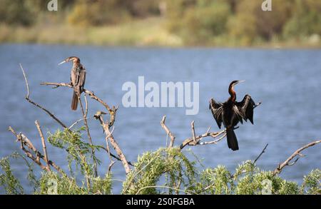 Un mâle dard africain ou oiseau serpent (Anhinga rufa) séchant ses ailes, assis avec une femelle dans un arbre à un barrage sur le Knersvlakte, Namaqualand dans le sud de l'AF Banque D'Images