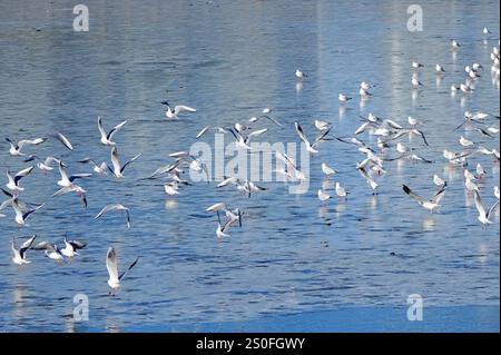 Un grand nombre de mouettes à tête noire volent dans la mer de la baie de Tangdao, une nouvelle zone sur la côte ouest de Qingdao, dans la province du Shandong de l'est de la Chine, décembre 28, 2 Banque D'Images