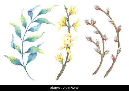 Ensemble de branches de source d'aquarelle. Saule, catkin, forsythia, eucalyptus. Éléments botaniques colorés dessinés à la main pour la conception du printemps, pâques Banque D'Images