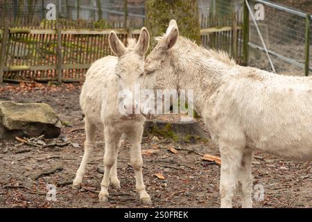 Feldkirch, Autriche, 17 février 2024 âne baroque blanc austro-hongrois rare dans un parc de vie sauvage Banque D'Images