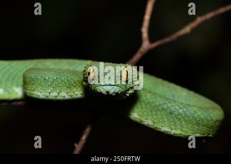 Vipère vert de Bush (Atheris chlorechis) Banque D'Images