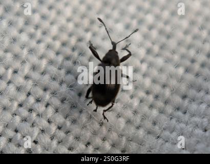 Charançon de la fleur de fraise (Anthonomus rubi) Banque D'Images