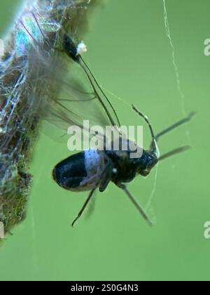 Puceron commun (Anoecia corni) Banque D'Images