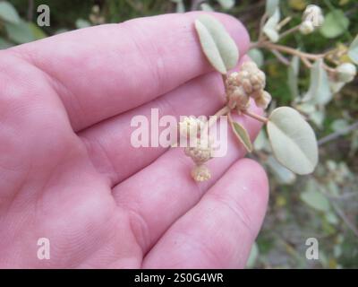 Plage Croton (Croton punctatus) Banque D'Images