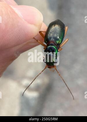 Coléoptère tigre métallisé de Virginie (Tetracha virginica) Banque D'Images