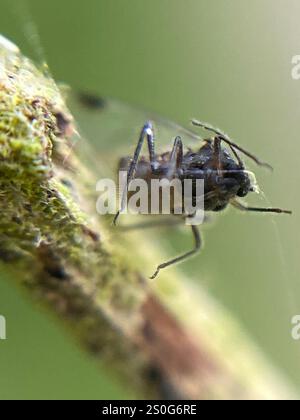 Puceron commun (Anoecia corni) Banque D'Images