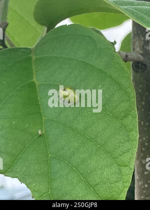 Coléoptère de la tortue Geiger (Eurypepla calochroma floridensis) Banque D'Images