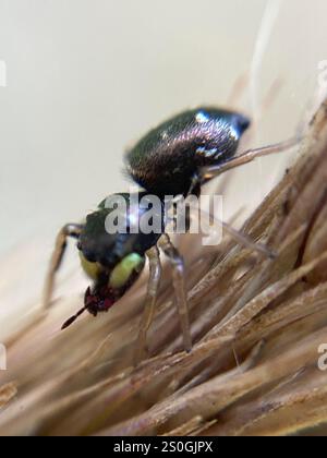 Pull solaire en cuivre (Heliophanus cupreus) Banque D'Images