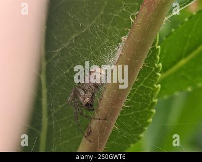 Araignée à secteur rouge (Zygiella atrica) Banque D'Images