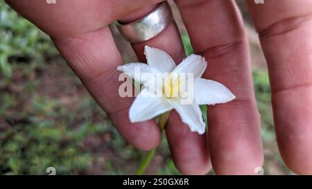 Lys de pluie de Brazos (Zephyranthes chlorosolen) Banque D'Images