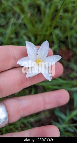 Lys de pluie de Brazos (Zephyranthes chlorosolen) Banque D'Images
