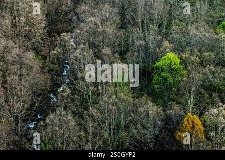 Forêt de feuillus, réserve naturelle de la Garganta de los Infiernos, chaîne de montagnes Tormantos, vallée de Jerte, Caceres, Estrémadure, Espagne, Europe Banque D'Images