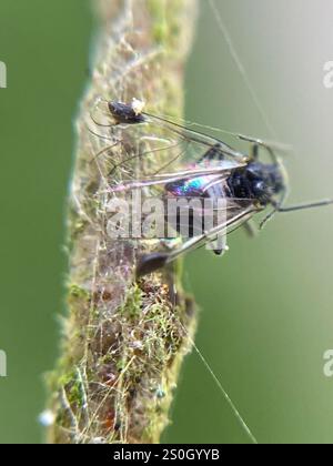 Puceron commun (Anoecia corni) Banque D'Images