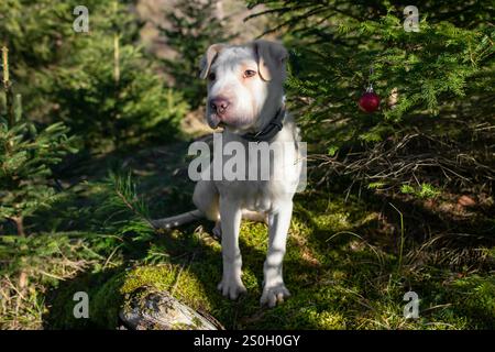 Chien chiot mignon debout sur de la mousse molle et posant entouré d'un sapin vert Banque D'Images