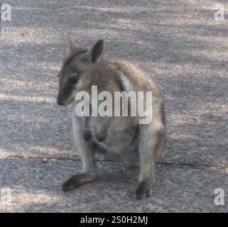 Wallaby du rocher à oreilles courtes de l'est (Petrogale wilkinsi) Banque D'Images