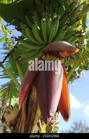 Bananier avec fleur et petites bananes poussant dans le petit jardin Tampa FL Banque D'Images