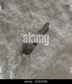 Ermel de bouleau (Swammerdamia caesiella) Banque D'Images