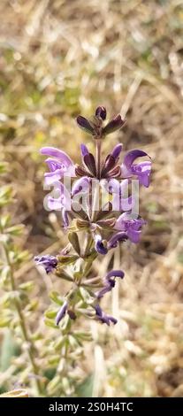 Sauge des prairies du Sud (Salvia virgata) Banque D'Images