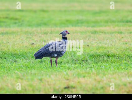 Un crieur du Sud (Chauna torquata) debout dans un champ d'herbe ouverte. État du Rio Grande do Sul, Brésil. Banque D'Images