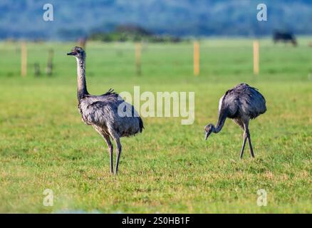 Deux grands rhéas (Rhea americana) errant sur un terrain d'herbe ouverte. État du Rio Grande do Sul, Brésil. Banque D'Images