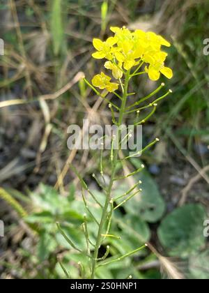 Fausse fusée londonienne (Sisymbrium loeselii) Banque D'Images