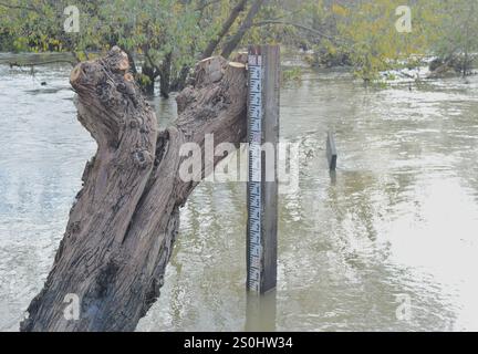 Mesure du niveau d'eau dans un parc inondé à Cobham Angleterre Royaume-Uni. Banque D'Images