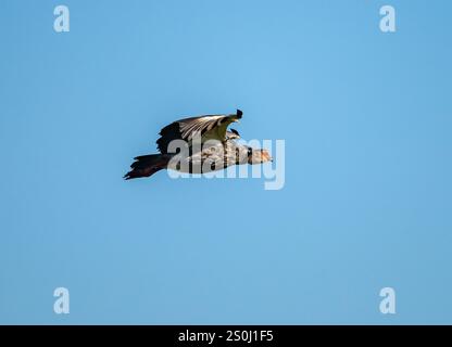 Un Screamer du Sud (Chauna torquata) volant au-dessus du ciel bleu. État du Rio Grande do Sul, Brésil. Banque D'Images