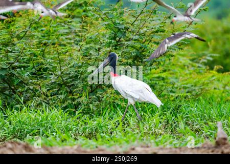 Un Jabiru (Jabiru mycteria) qui se nourrit dans un marais. État de São Paulo, Brésil. Banque D'Images