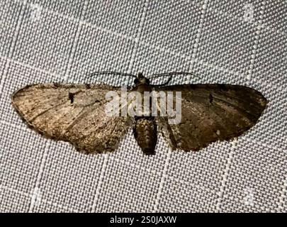 Carlin d'armoise (Eupithecia absinthiata) Banque D'Images