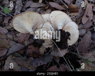 Entonnoir commun (Infundibulicybe gibba) Banque D'Images