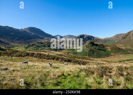 Paysage accidenté du Lake District avec les Tilberthwaite Fells sous le soleil de la fin de l'été. Banque D'Images