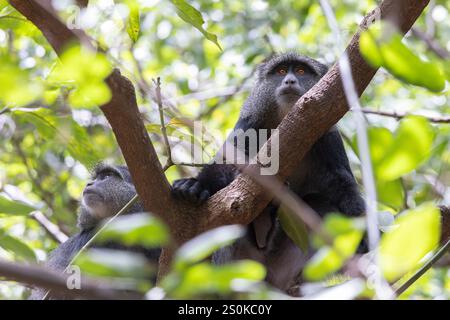 Le singe Manyara a également appelé singe bleu dans les arbres du parc national du lac Manyara en Tanzanie, en Afrique de l'est Banque D'Images