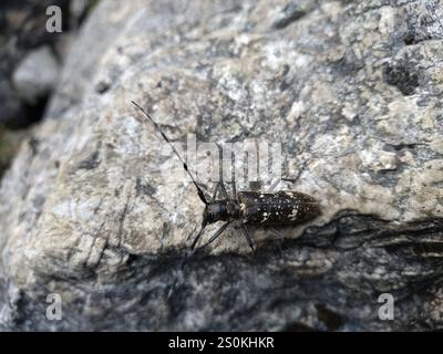 Charpentier Sawyer Beetle (Monochamus sartor) Banque D'Images