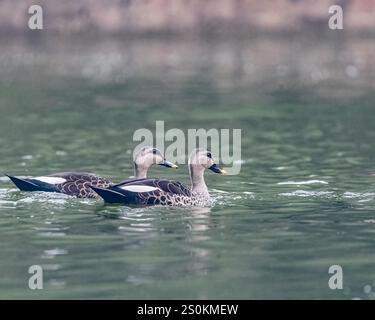 Une paire de canards Spot Billed dans un lac Banque D'Images