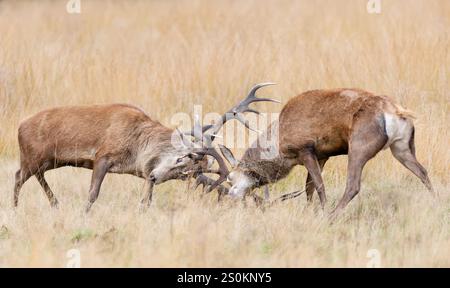 Cerfs de cerfs rouges combattant pendant la saison d'ornithage en automne, Royaume-Uni. Banque D'Images