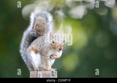 Portrait d'un curieux écureuil gris debout sur un poteau de clôture de jardin avec une noix dans sa bouche, Royaume-Uni. Banque D'Images