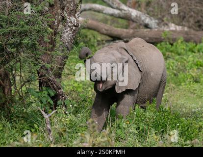 Jeune éléphant d'Afrique (Loxodonta africana) navigation Banque D'Images