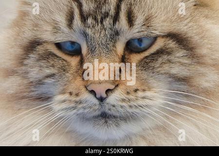 Gros plan Portrait d'un chat aux yeux bleus saisissants Banque D'Images
