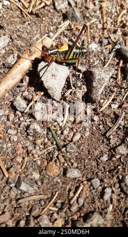 Barbitistes constrictus (Barbitistes constrictus) Banque D'Images