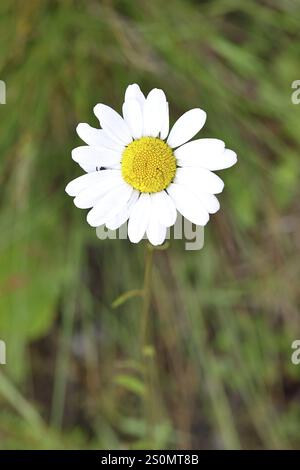 Marguerite de prairie (Leucanthemum vulgare), également connue sous le nom de Marguerite de prairie, floraison dans une prairie, Wilnsdorf, Rhénanie du Nord-Westphalie, Allemagne, Europe Banque D'Images