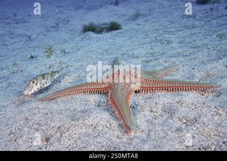 Astropecten aranciacus (Astropecten aranciacus) sur fond sablonneux, accompagné d'un petit poisson-bouffon perlé (Sphoeroides spengleri), site de plongée Bufadero Banque D'Images